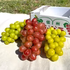 長野オリジナル品種クイーンルージュ１房・シャインマスカット２房（約1.3kg)