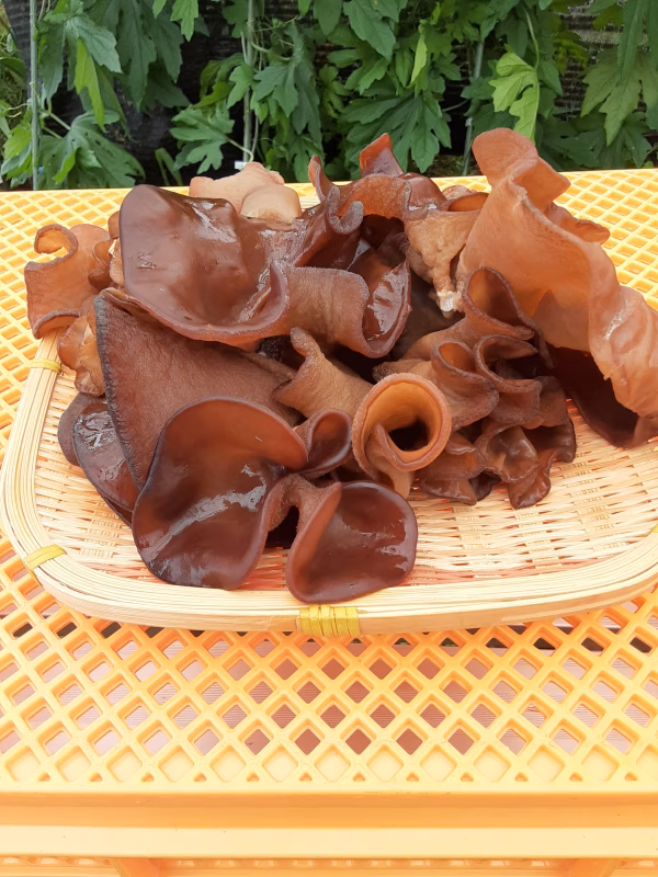 かまちゃん農園の生キクラゲと夏野菜のセット❣2セット限定❕