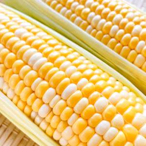 とうもろこし　ドルチェドリーム　２Lサイズ　【令和７年6月予約販売】鏡農園
