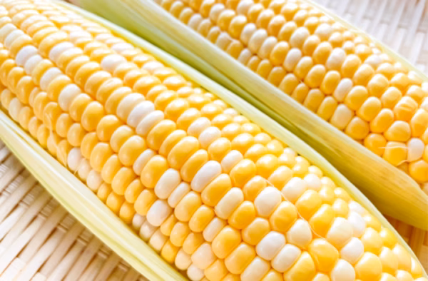 とうもろこし　ドルチェドリーム　２Lサイズ　【令和７年6月予約販売】鏡農園