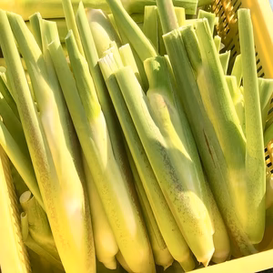 【山形県庄内産】マコモタケ（生）シャキシャキ食感！マコモダケ