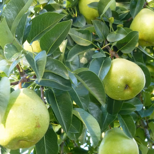 市場に出回らない西洋梨　ブリックリング6キロ