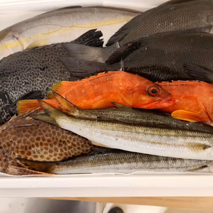 朝どれ6キロセット！！漁師直送