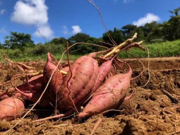 種子島産 蜜たっぷりオーガニック安納芋5ｋｇ｜有機JAS MIXサイズ