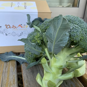 栄養満点最強野菜！淡路島産ブロッコリー！