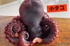 東京湾産！まるごと1匹！！　浜茹で地たこ(小サイズ)