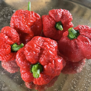 ▲▼トリニダード・スコーピオン・モルガ▲▼