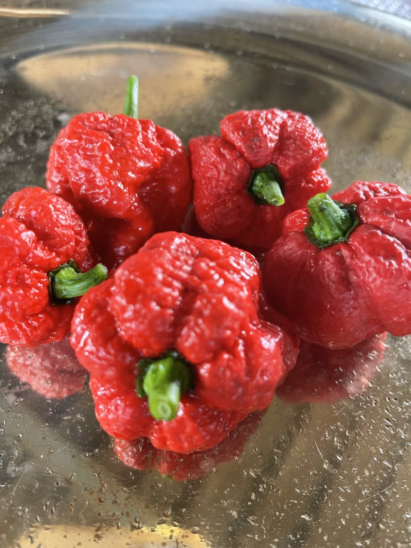 ▲▼トリニダード・スコーピオン・モルガ▲▼