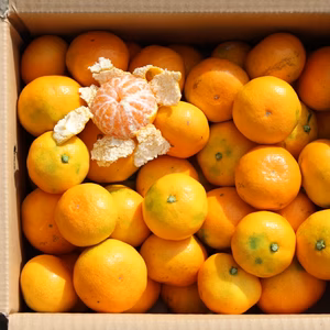 早生みかん　5ｋｇ　収穫開始！！