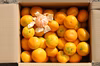完熟みかん 5ｋｇ ！ 最終5箱限定　　18日まで！！