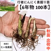 ！現在出荷中！【6年物100本】行者にんにくの苗