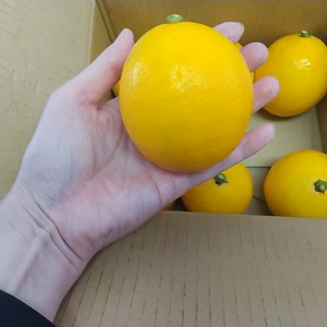 レモン【品種マイヤー】酸味が少なくまろやかな味の品種です