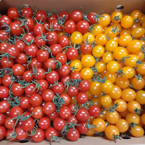 【リザキッチン様限定】フルーツパプリカ1,2kg+ミニトマト3kg