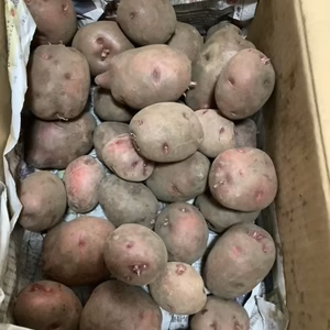 　子どもの野菜　自然栽培　じゃがいも　アンデスレッド 種芋用ばら