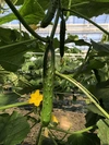 まっすぐ！シャキッと新鮮きゅうり５kg【野菜ソムリエサミット銀賞受賞】