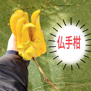 希少価値！！！新春!しおり＆仏手柑　演出や紅茶などに