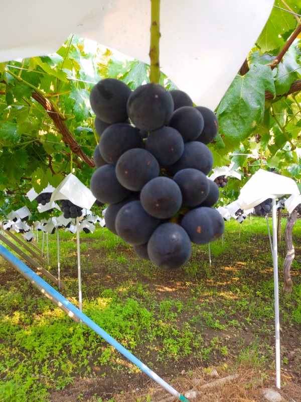 朝採り直送！！種なしブラックビート