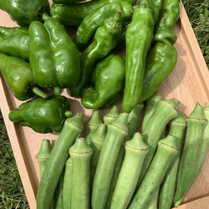 無農薬無肥料　元気な緑野菜詰め合わせ！　