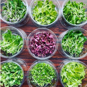 【数量限定☆週末発送限定】マイクロリーフ・ハーブ　おまかせ６種セット/各５グラム