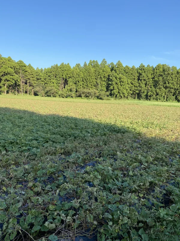 今期ラスト‼️ねっとり系代表【極甘‼️紅はるか 2.8kg～】S.Mサイズ