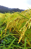 新米たかやまもち 【もち玄米】 農薬・肥料不使用