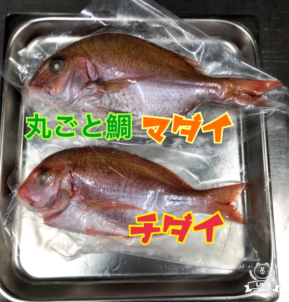 天然鯛★処理済み冷凍（サイズ色々あります♪）