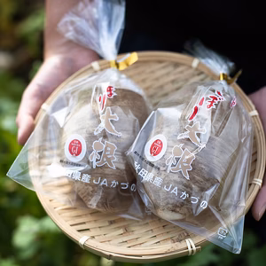 【わけあり】年越し蕎麦に！風味が豊かな辛味大根【松館しぼり大根】