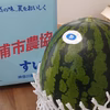 三浦のすいか 1玉(特大) 約10kg