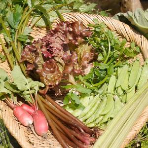 [冷80サイズ]奥深い味わい♪自然農の山菜・野菜セット [農薬・肥料不使用]