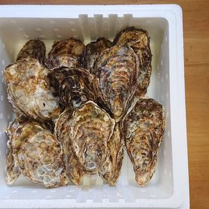 新鮮ぷりぷり✨広島県音戸産加熱用殻付き牡蠣