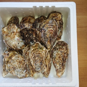 今が旬✨広島県音戸産加熱用殻付き牡蠣