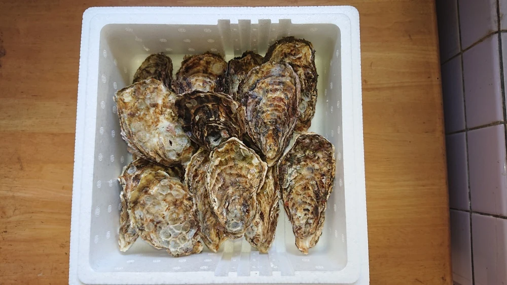 今が旬✨広島県音戸産加熱用殻付き牡蠣
