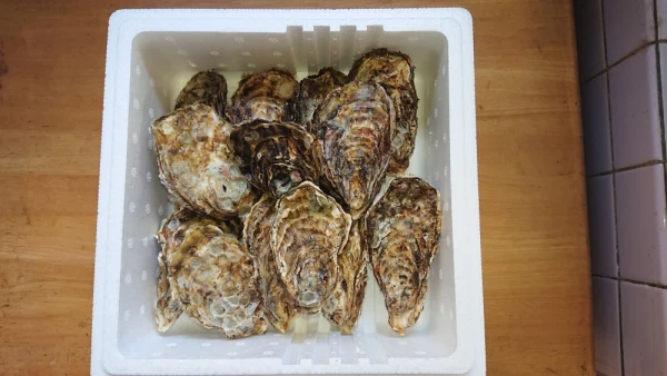 新鮮ぷりぷり✨広島県音戸産加熱用殻付き牡蠣