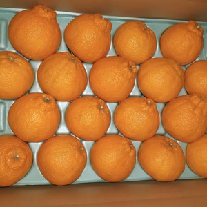 【数量限定】今が旬！有田の完熟しらぬひ（デコポン）5kg（18玉）