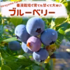 【大粒】食べたらわかる！甘くて大きなブルーベリー！