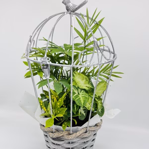 【母の日・父の日・お中元ギフト】幸せを運ぶ観葉植物のバードフラワー