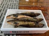 【知床羅臼直送】ホッケ (真ホッケ)　鮮魚 フライ、煮付け、ムニエル、焼き物等