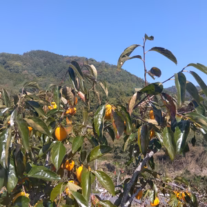 無消毒干し柿用柿(4.5キロ箱込み)1個180g前後21個前後　T字枝