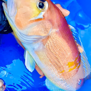 獲れたら発送【神経締め】赤甘鯛