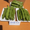 大粒で甘味があって美味しい❣かまちゃん農園の「一寸そら豆」