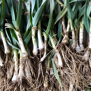 【期間限定！】葉ニンニク（ジャンボニンニク)１kg