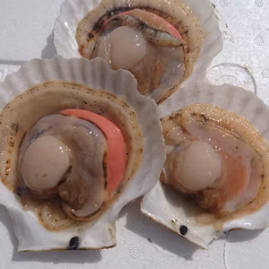 【今が旬】噴火湾のホタテ貝8kg(75枚～80枚)