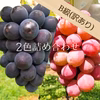 山形の自然で愛情を注ぎ込んだ種無しぶどう『高尾&安芸クイーン』B級※9/13頃〜