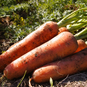 青森県産 有機人参【有機JAS認証取得】