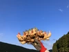 高知 土佐四万十黄生姜【栽培時農薬・化学肥料不使用】