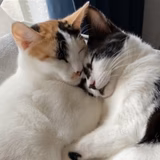 はちみけのしっぽ