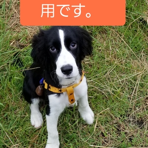 しおり様専用です
