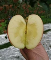 高徳【こうとく】まぼろしの蜜入りリンゴ！希少品種！
