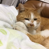 新吉
