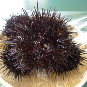 【解禁日とれたて発送】ウニまるごと8個